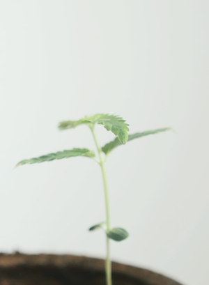Cannabis and Sex | Cannaray CBD